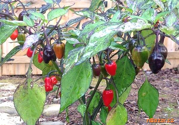 Sazenice Chilli Variegata