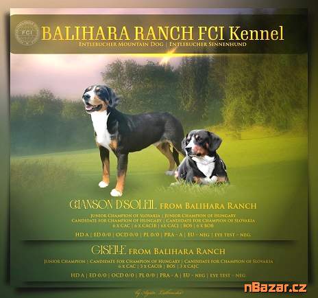 Entlebušský salašnícky pes