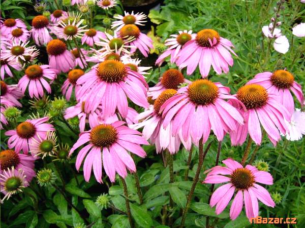 Echinacea Purpurea