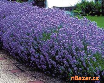 Levandule (Lavandula angustifolia)