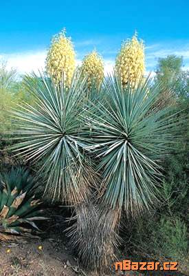 Yucca Rigida
