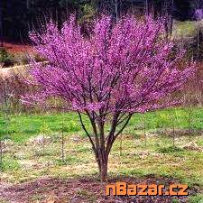 Cercis chinensis