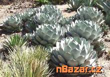 Sazenice Agave Parryi var. Parryi velikost růžice