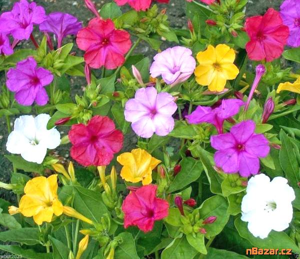 Sazenice Mirabilis Jalapa Nocenka mix barev 