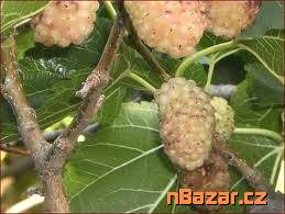 Morus Alba