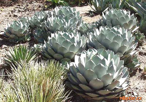 Agave Parryi var. Parryi