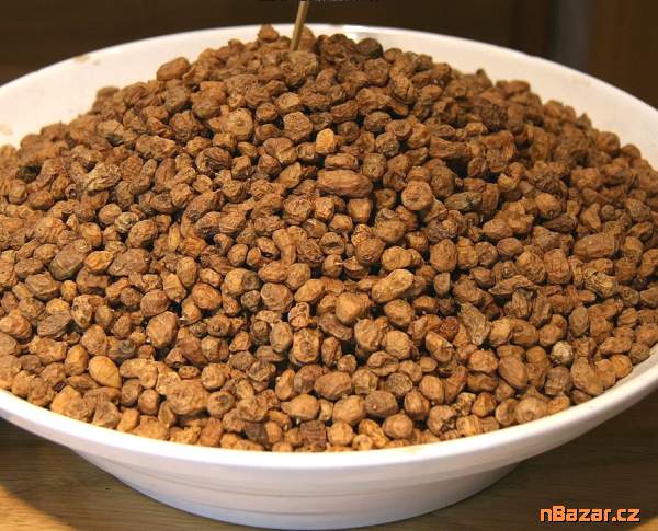 sazenice Šáchor jedlý - chutná superpotravina sazenice Šáchor jedlý - chutná superpotravina