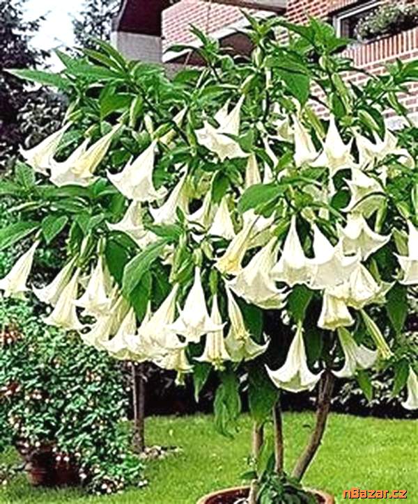sazenice Brugmansia arborea - andělská trumpeta