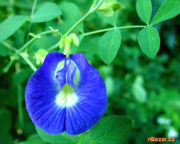 sazenice Clitoria Ternatea