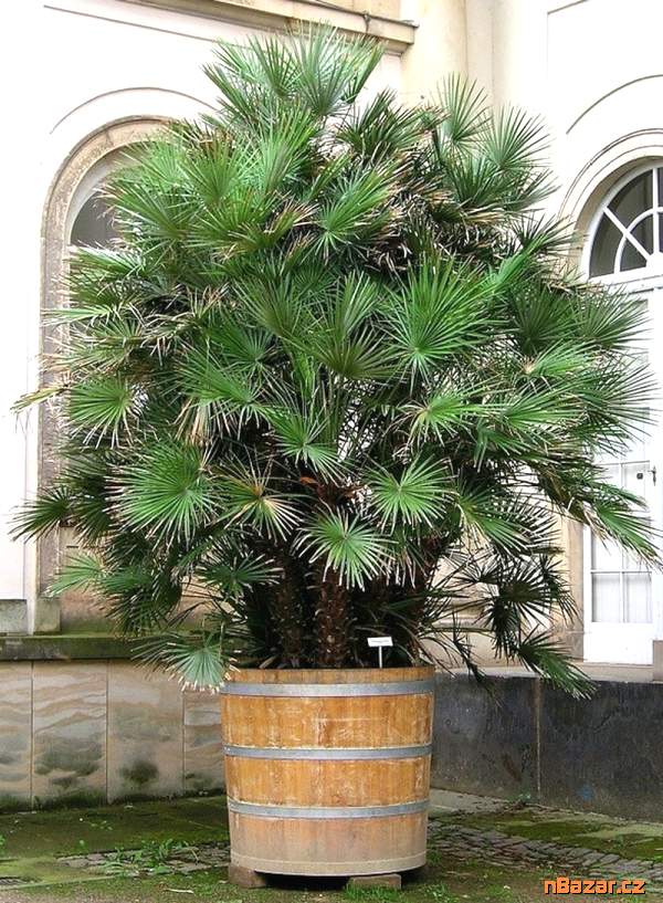 sazenice palma Chamaerops humilis - Žumara nízká