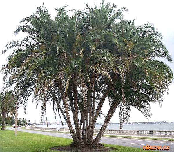 sazenice palma Phoenix reclinata – datlovník sene sazenice palma Phoenix reclinata – datlovník sene