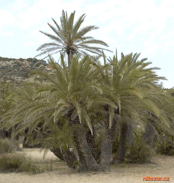 sazenice palma Phoenix theophrasti sazenice palma Phoenix theophrasti