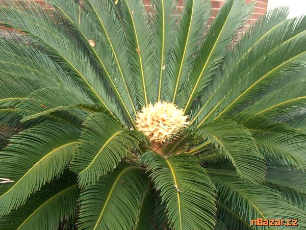 Cycas Revoluta  Balení obsahuje 1semeno