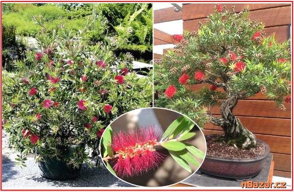 Callistemon citrinus - Štětkovec citrónový - seme