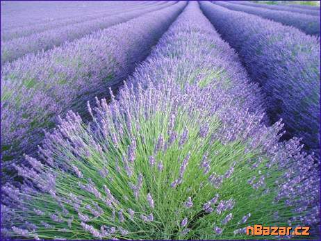 Levandule - Lavandula angustifolia - semena