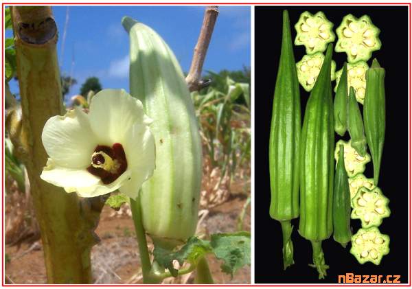 Ibiškovec jedlý - Okra - semena