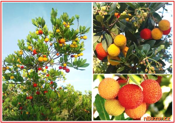 Arbutus Unedo - semena