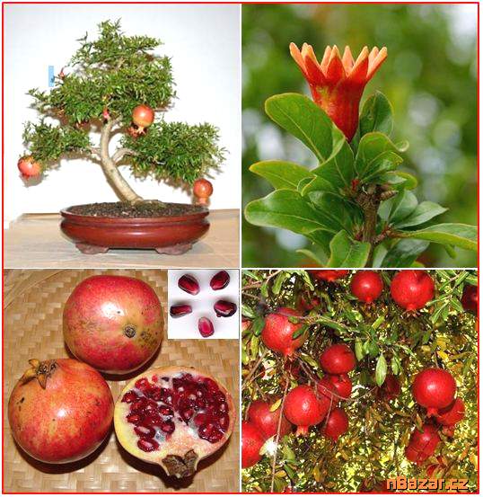 Punica Granatum - Granátové jablko - semena