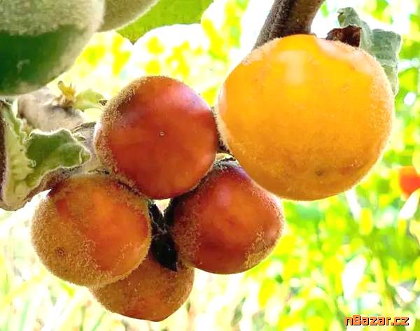 Solanum sessiliflorum - Kokona - semena