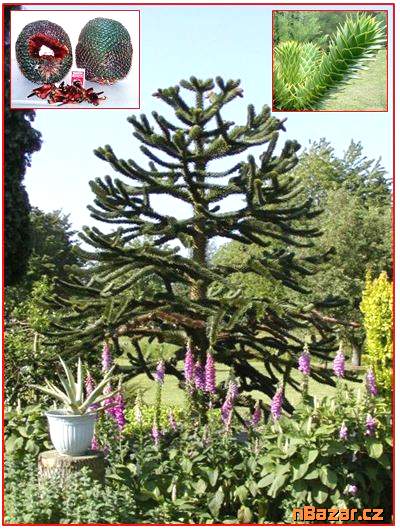 sazenice Araucaria araucana