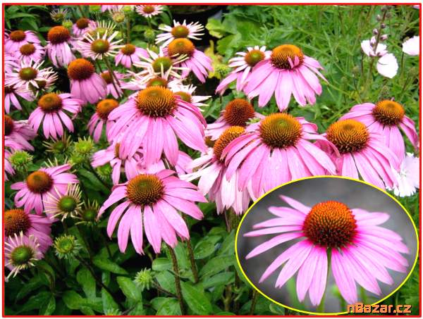 Echinacea Purpurea - Třapatka nachová - semena