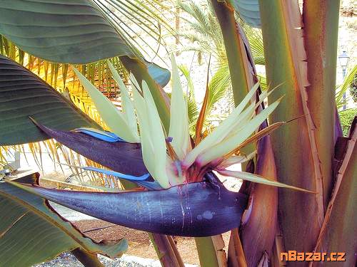 ♣ 100 x semena Bílá Strelitzia Nicolai 
