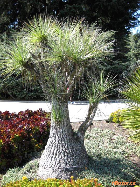 Beaucarnea gracilis – sloní noha Balení5 semen
