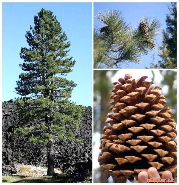 ♣ 10 ks Sazenice palma Trachycarpus fortunei 