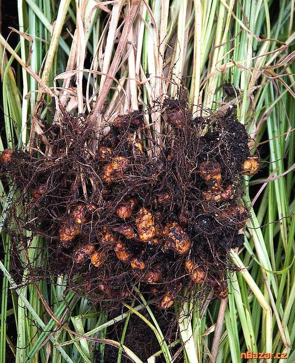 ♣ 10 x sazenice Šáchor jedlý zemní mandle ♣ 10 x sazenice Šáchor jedlý zemní mandle