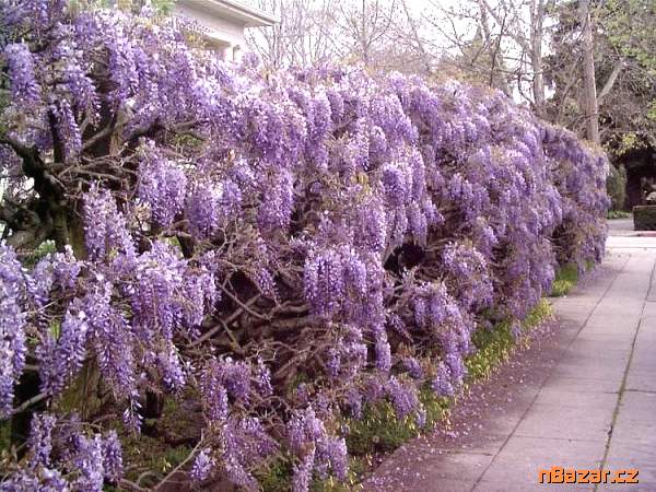 sazenice Wisteria sinensis 