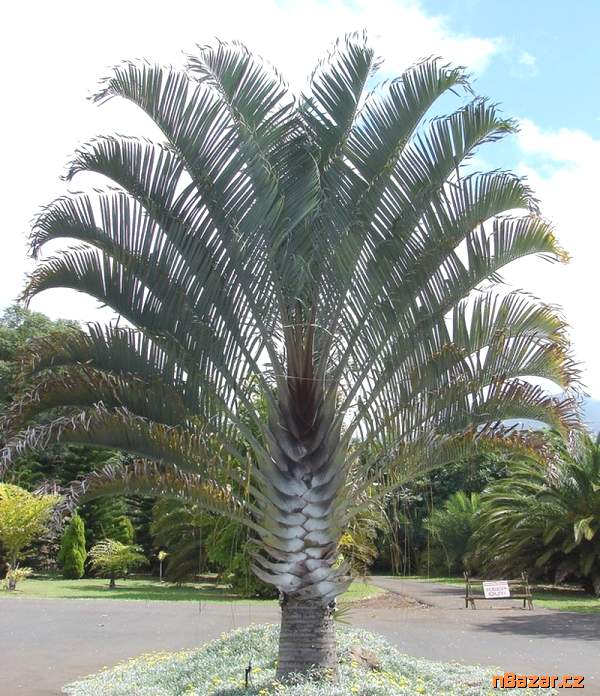 naklíčená semena palma Dypsis decaryi