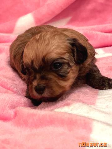 Ruská barevná bolonka s PP (Cvetnaja bolonka) Ruská barevná bolonka s PP (Cvetnaja bolonka)