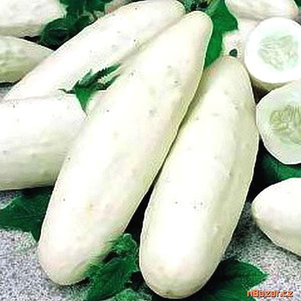 Okurka salátová Mezzo lungo bianco - semena Okurka salátová Mezzo lungo bianco - semena