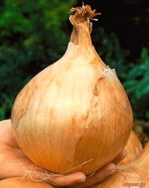 Cibule Globo - semena