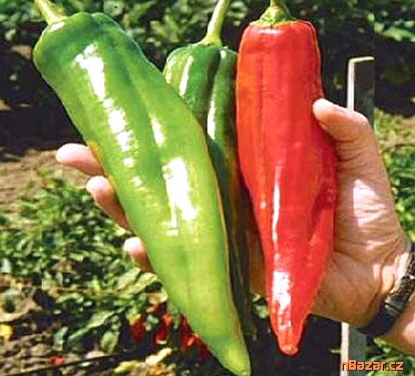 Sazenice Chilli Big Jim