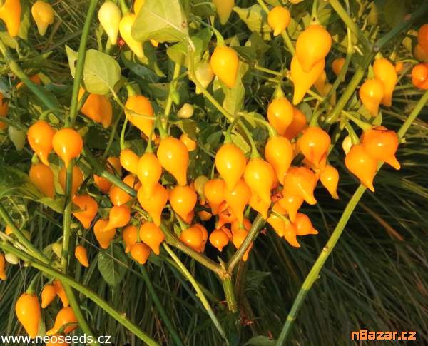 Sazenice Chilli Biquinho yellow
