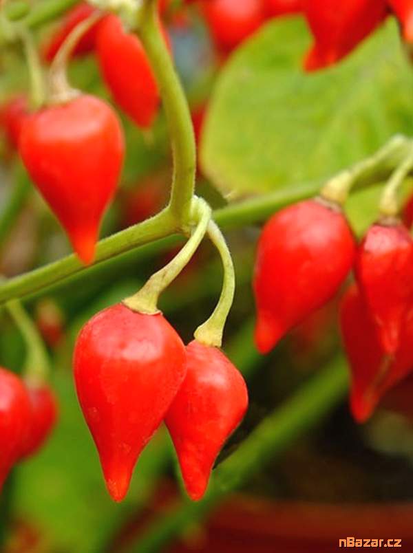 Sazenice Chilli Chupetinho red