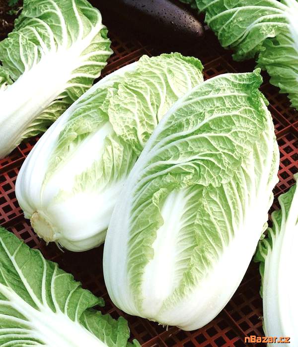Zelí pekingské Hilton - semena Zelí pekingské Hilton - semena