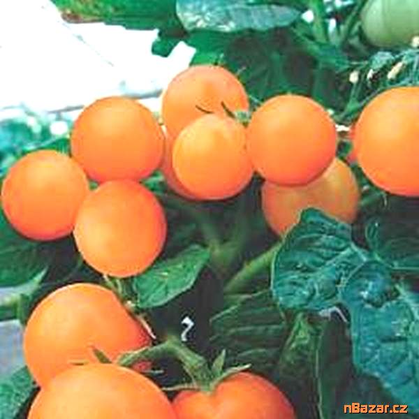 Sazenice rajče Venus