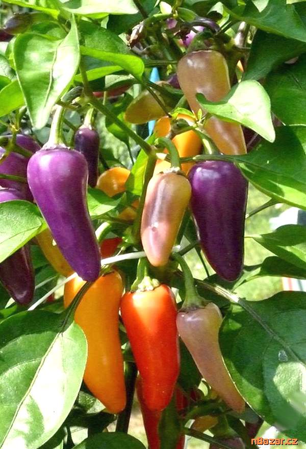 Sazenice Chilli Jalapeňo Multicolor