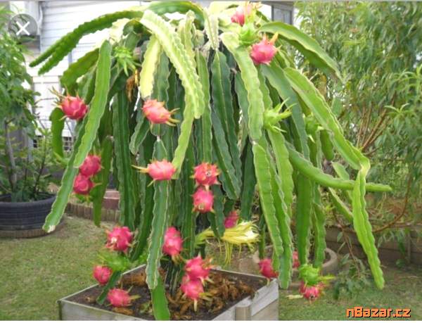 Kaktus Hylocereus undatus - semena