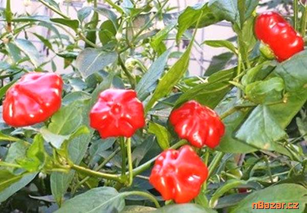 Sazenice Chilli Brazilian Starfish