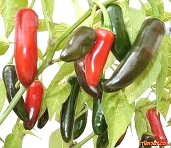 Sazenice Chilli Jalapeňo Tam Vera Cruz