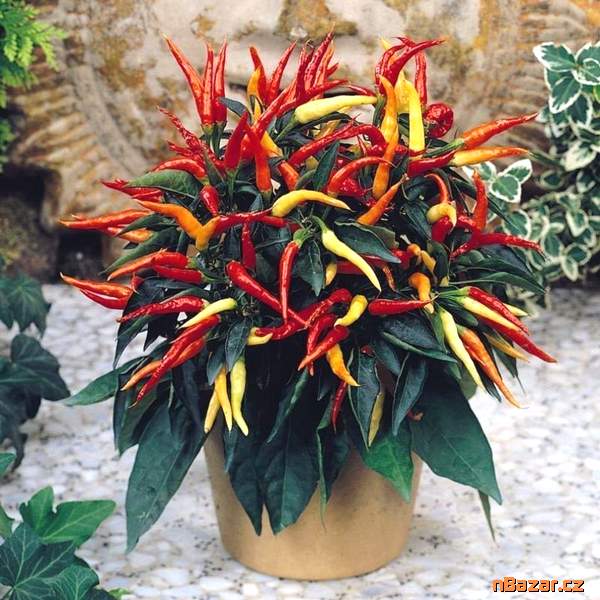 Sazenice Chilli Patio Fire