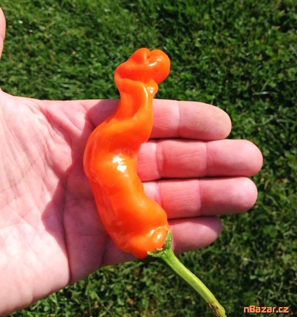 Sazenice Chilli Peter Orange