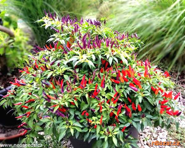 Sazenice Chilli Sangria Ornamental