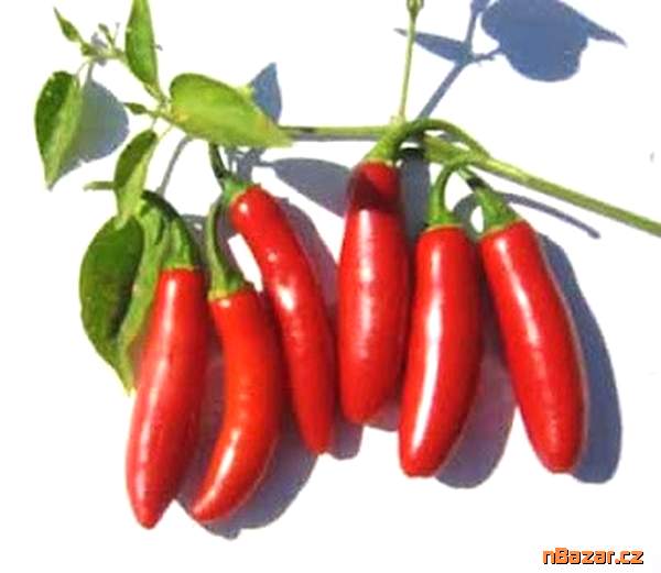 Sazenice Chilli Serrano Tampiqueno