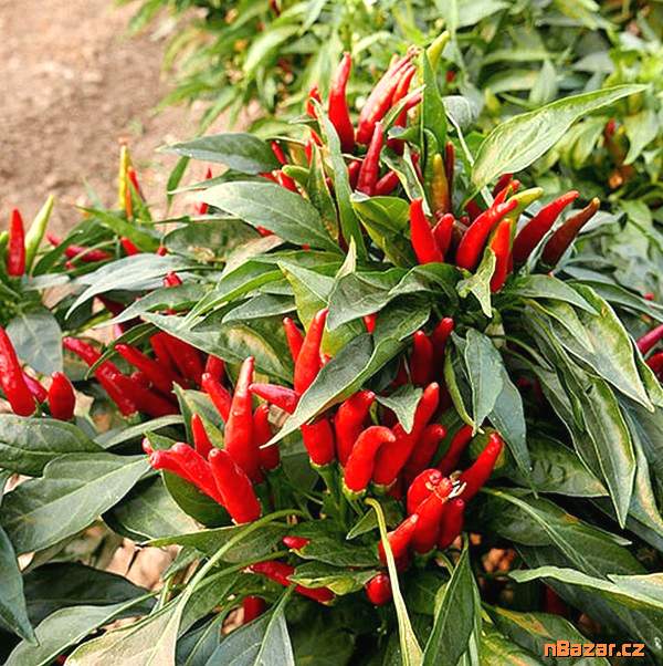 Sazenice Chilli Thai culinary