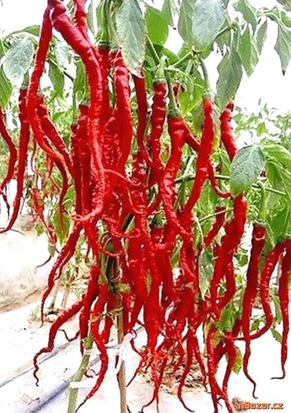 Sazenice Chilli Thunder Mountain Longhorn