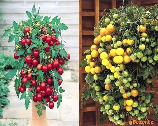 Sazenice rajče Tumbling Tom Yellow + Red